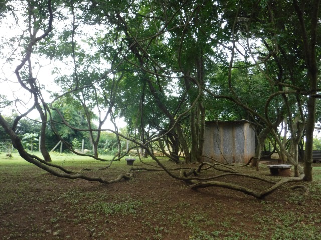 A banyan tree sends its branches to the ground and roots additional trunks on Shrimath Yoga's forest grounds